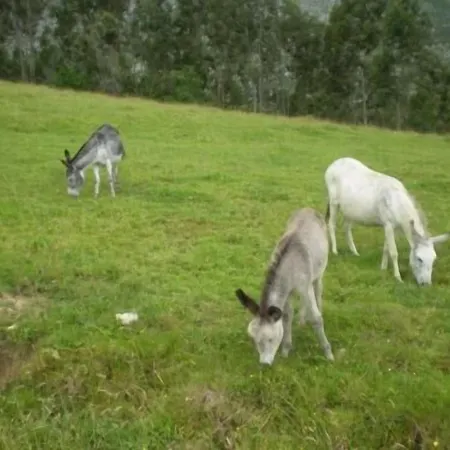Maison d'hôtes Casa De Aldea Ruiloba 2*